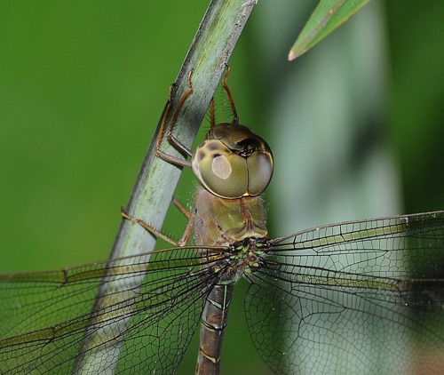 Female
2008_09_12_FL